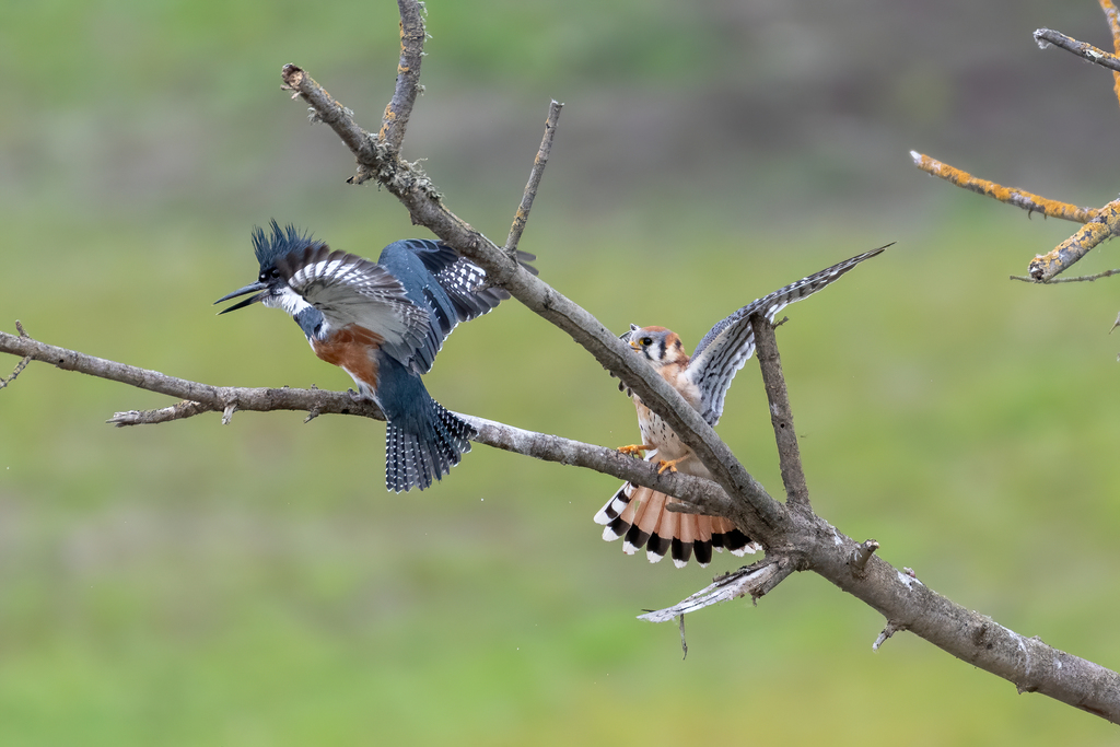 Megaceryle alcyon (Belted Kingfisher), California species