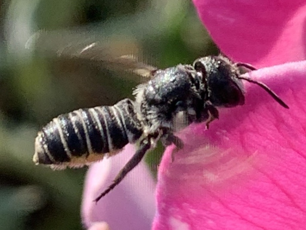 Megachile angelarum, California species