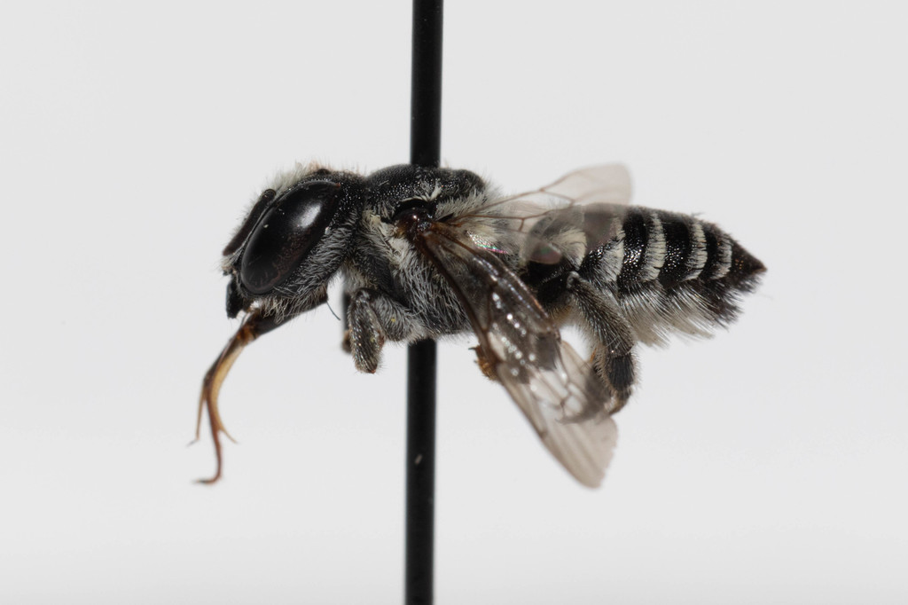 Megachile apicalis, California species