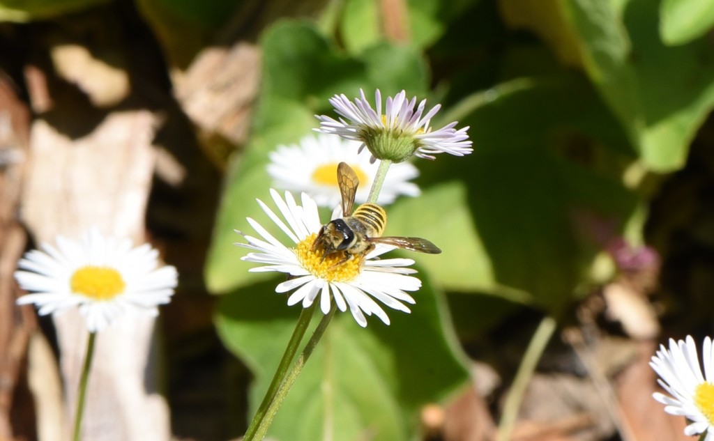 Megachile fidelis (Horn-faced Leafcutter Bee), California species
