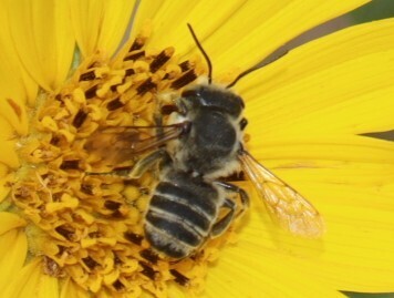 Megachile parallela, California species