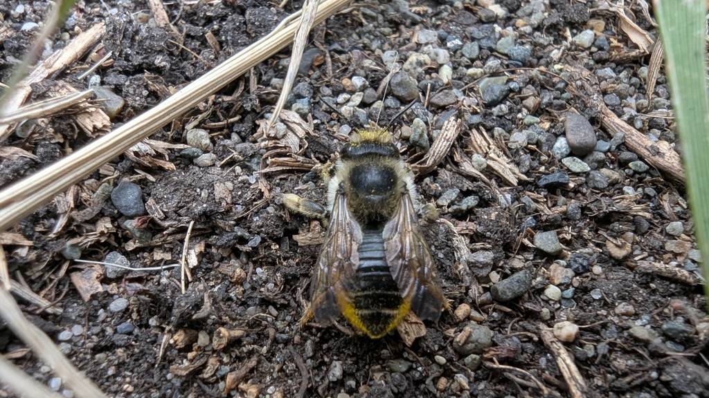 Megachile perihirta (Western Leafcutter Bee), California species