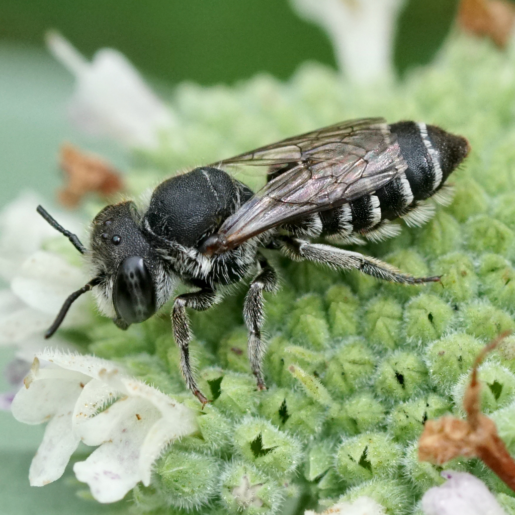 Megachile rotundata (Alfalfa Leafcutter Bee), California species