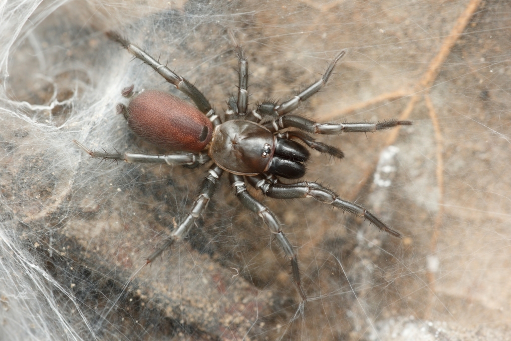 Megahexura fulva (Tawny Dwarf Tarantula), California species