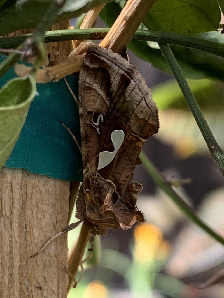 Megalographa biloba (Bilobed Looper Moth), California species