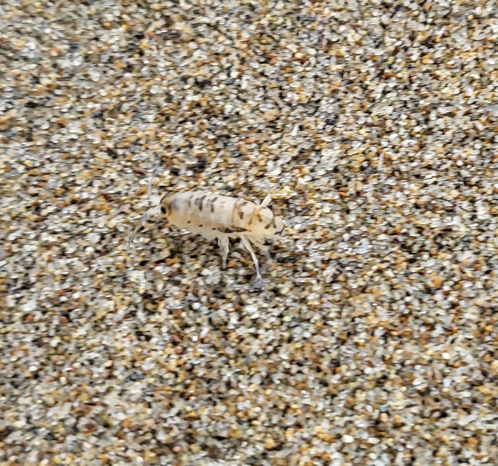 Megalorchestia minor, California species