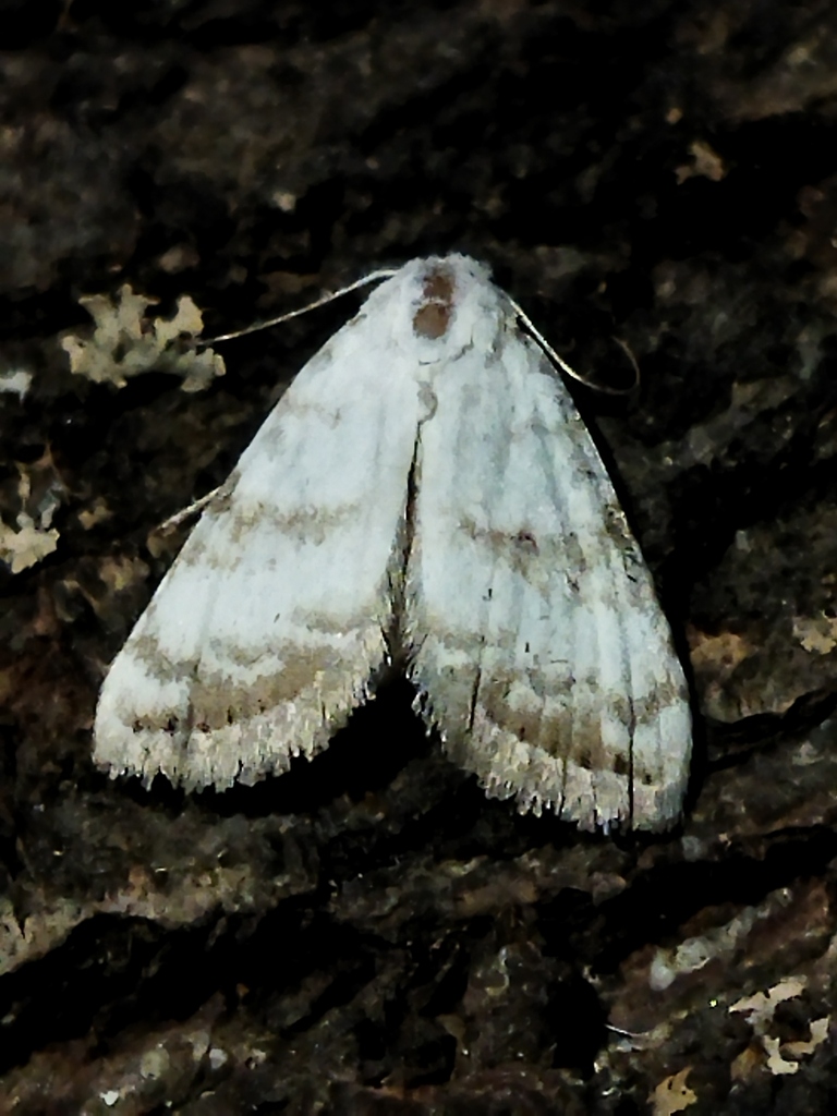 Meganola fuscula (Fuscula Meganola), California species