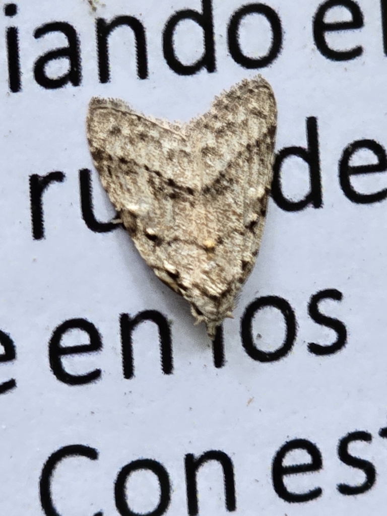 Meganola minuscula (Confused Meganola), California species