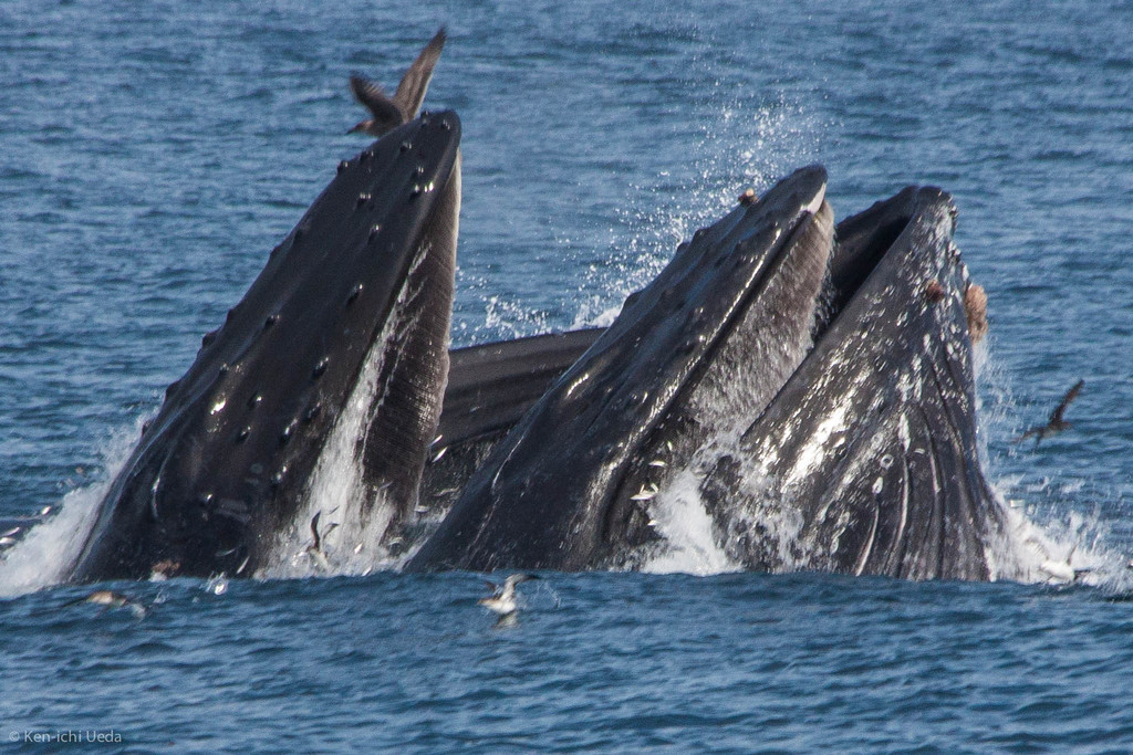 Megaptera novaeangliae (Humpback whale [Mexico DPS]), California species