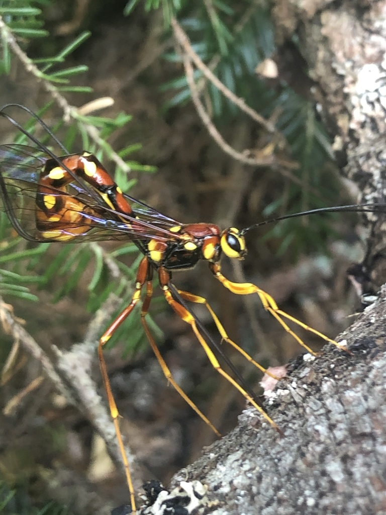 Megarhyssa nortoni (Norton's Giant Ichneumonid Wasp), California species