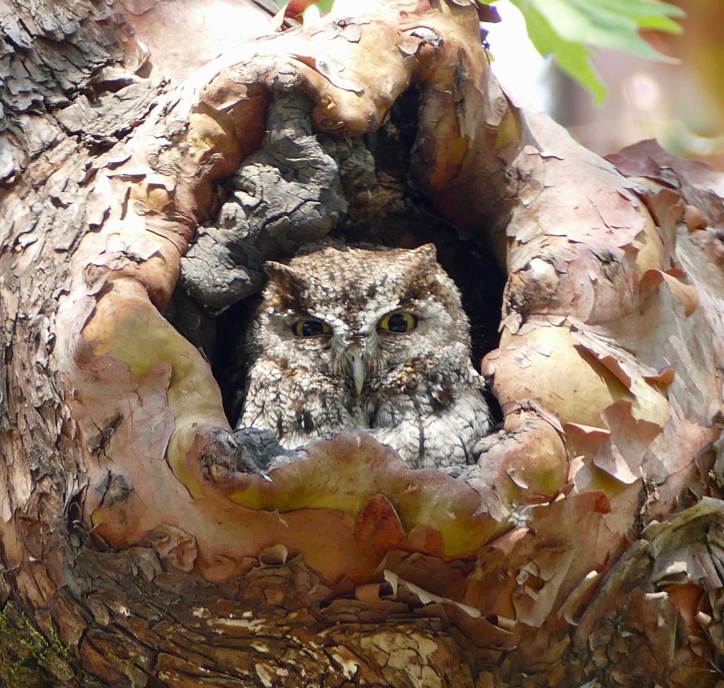 Megascops kennicottii (Western Screech Owl), California species