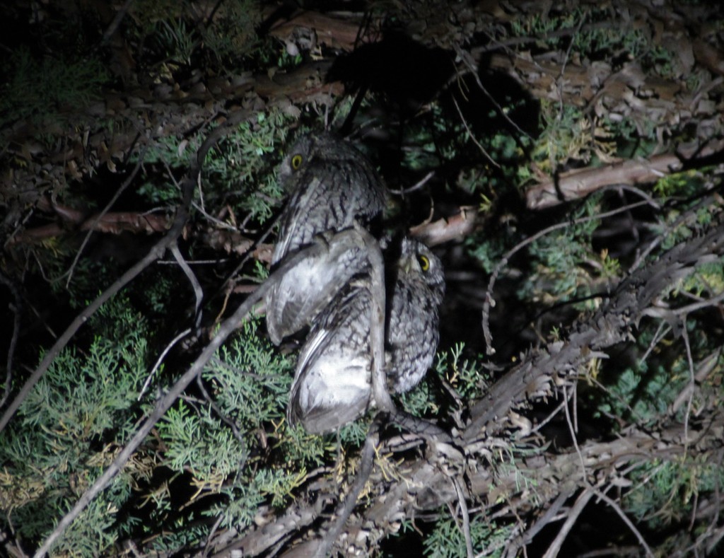 Megascops trichopsis (Whiskered Screech-Owl), California species