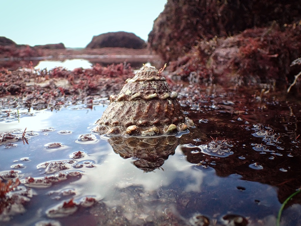 Megastraea undosa (Wavy Turban), California species
