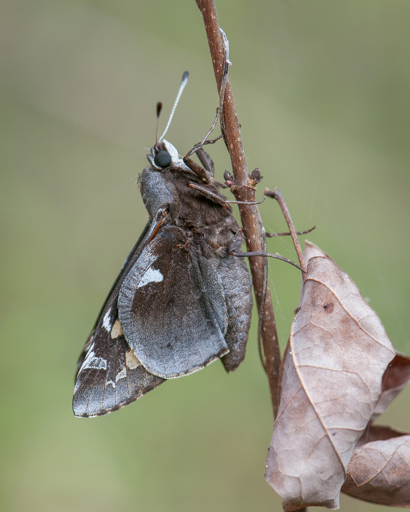 Megathymus yuccae (Yucca Giant-Skipper), California species