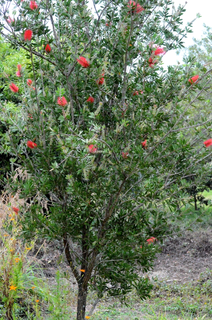 Melaleuca citrina (Crimson bottlebrush), non-native California shrub / tree