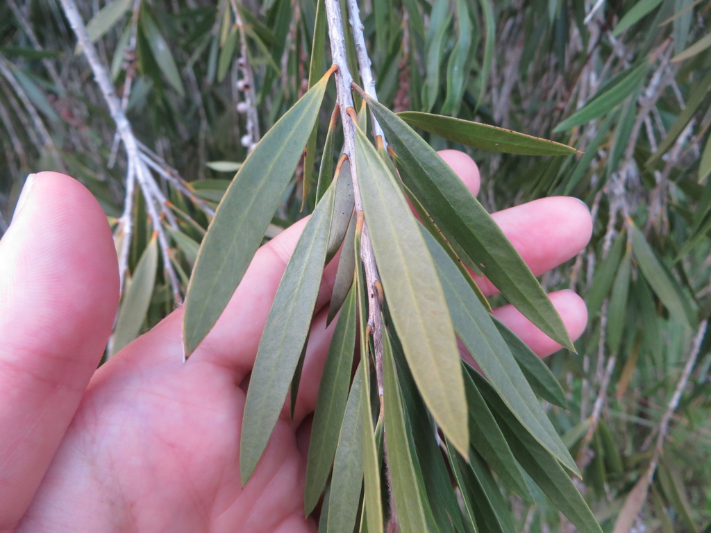 Melaleuca viminalis (Weeping bottlebrush), non-native California shrub