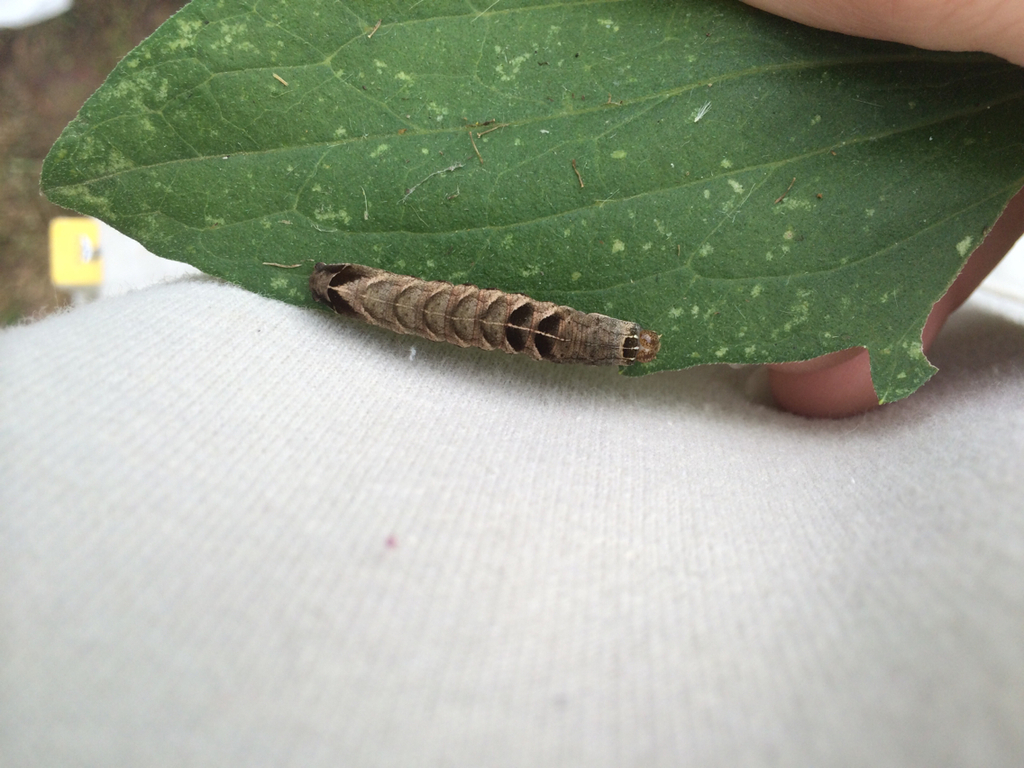 Melanchra adjuncta (Hitched Arches), California species