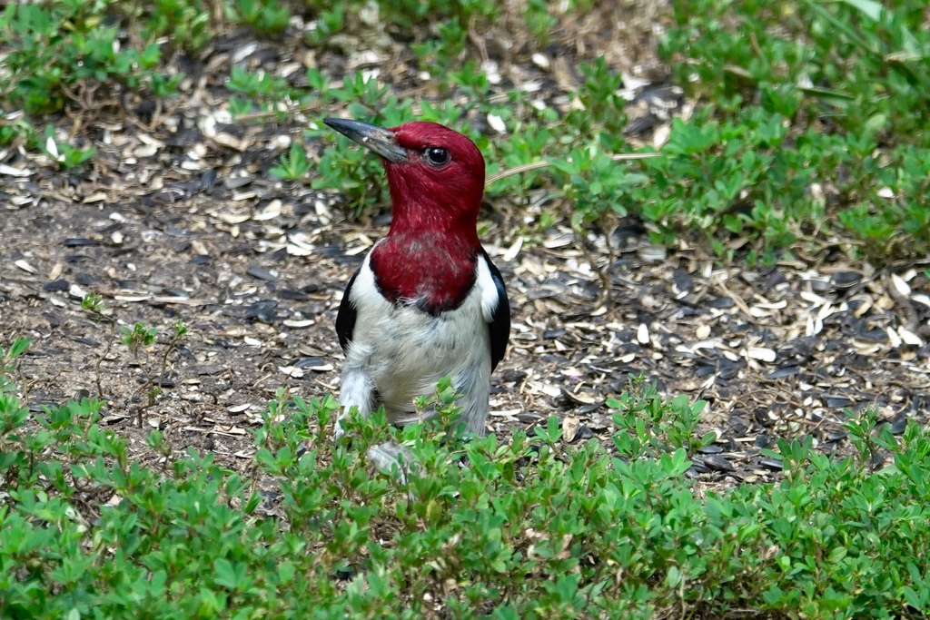 Melanerpes erythrocephalus (Red-headed Woodpecker), California species