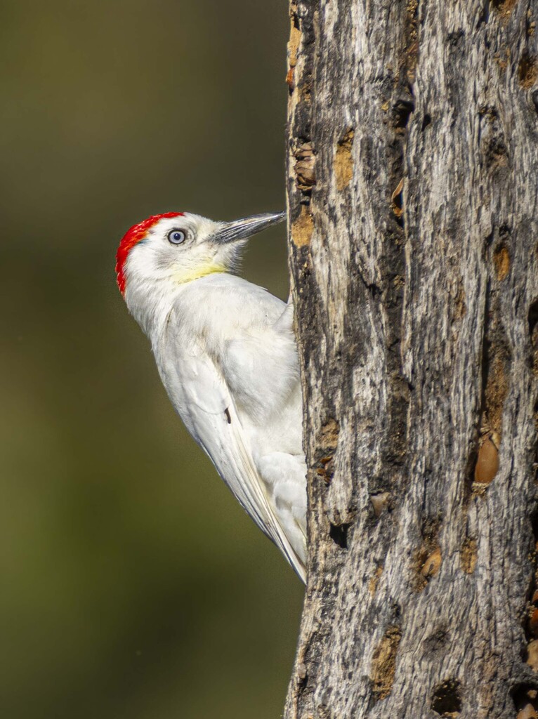 Melanerpes formicivorus (Acorn Woodpecker), California species