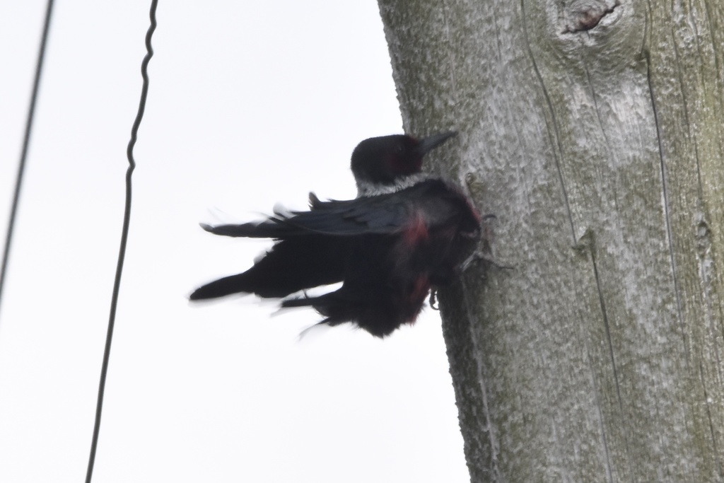 Melanerpes lewis (Lewis's Woodpecker), California species