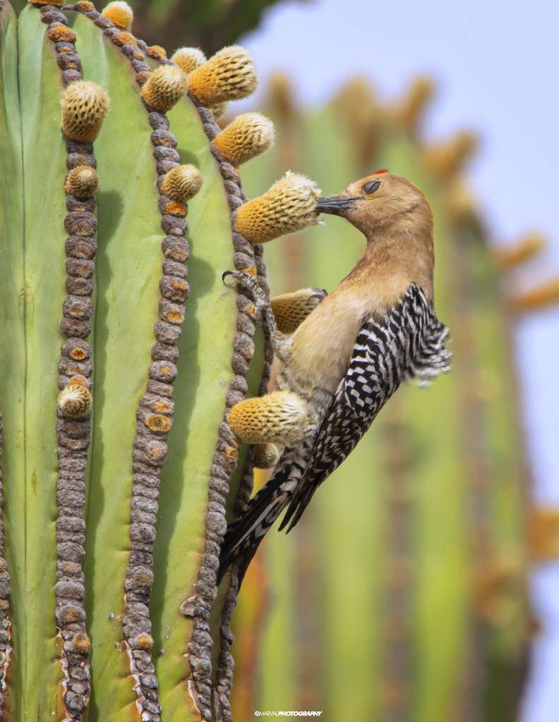 Melanerpes uropygialis (Gila woodpecker), California species