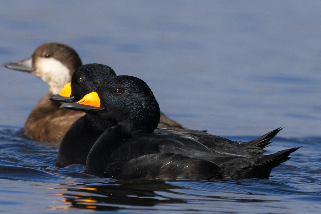 Melanitta americana (Black Scoter), California species