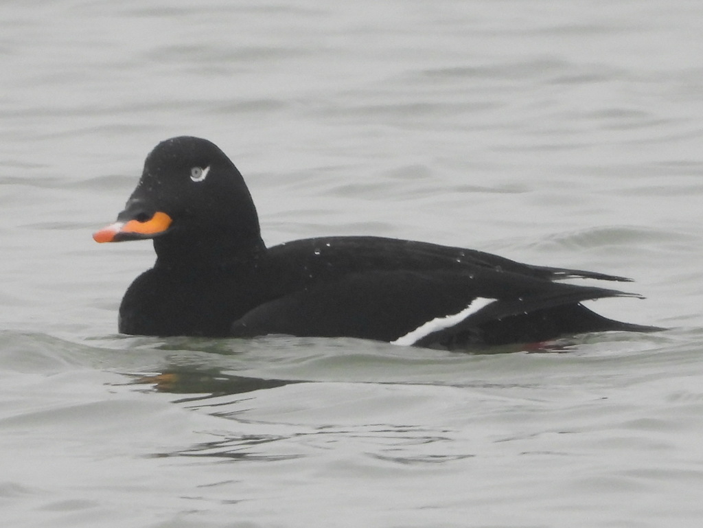 Melanitta fusca (White-winged Scoter), California species