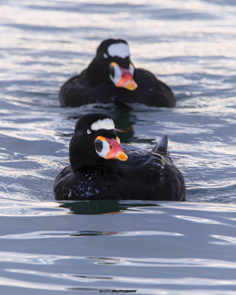 Melanitta perspicillata (Surf Scoter), California species