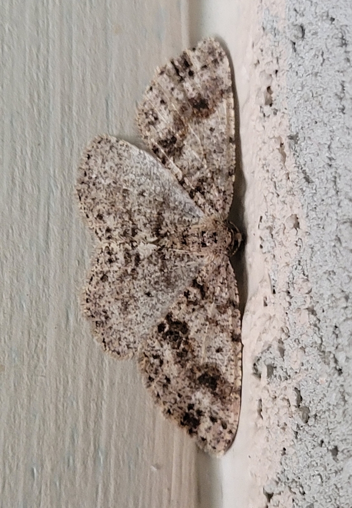Melanolophia imitata (Western Carpet), California species
