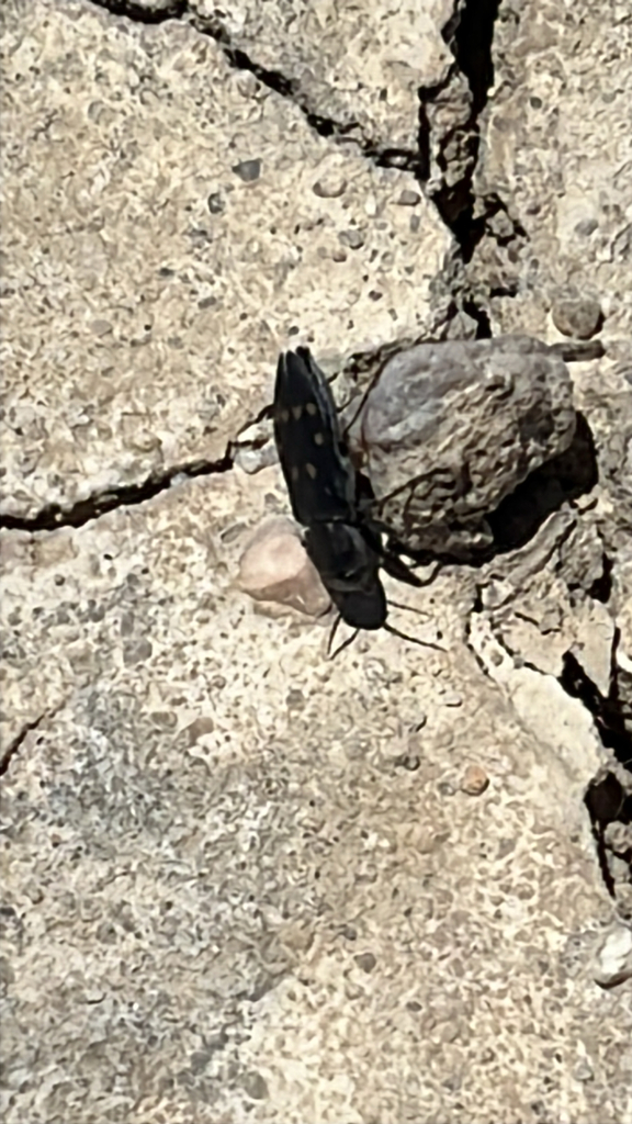 Melanophila consputa (Charcoal Beetle), California species