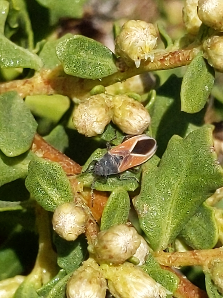 Melanopleurus pyrrhopterus, California species