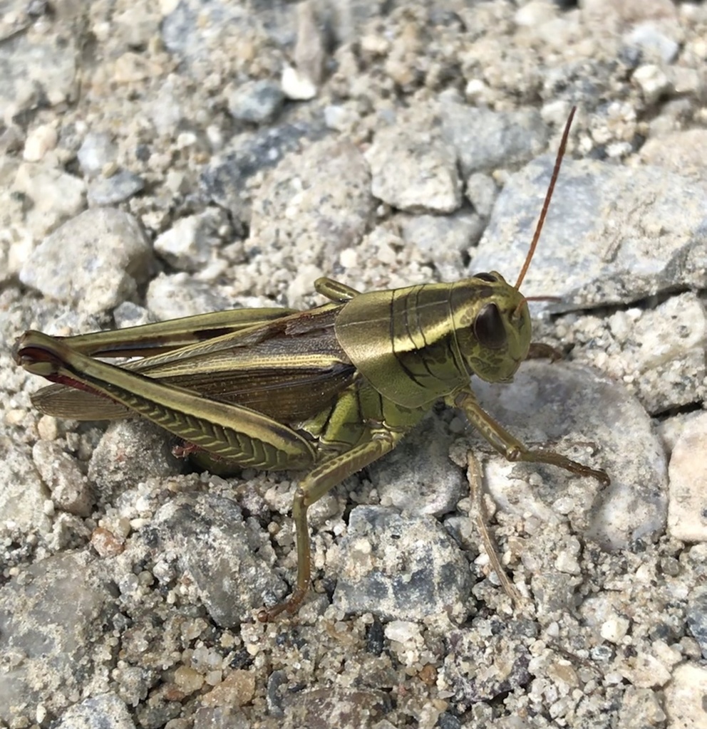 Melanoplus bivittatus (Two-striped Grasshopper), California species