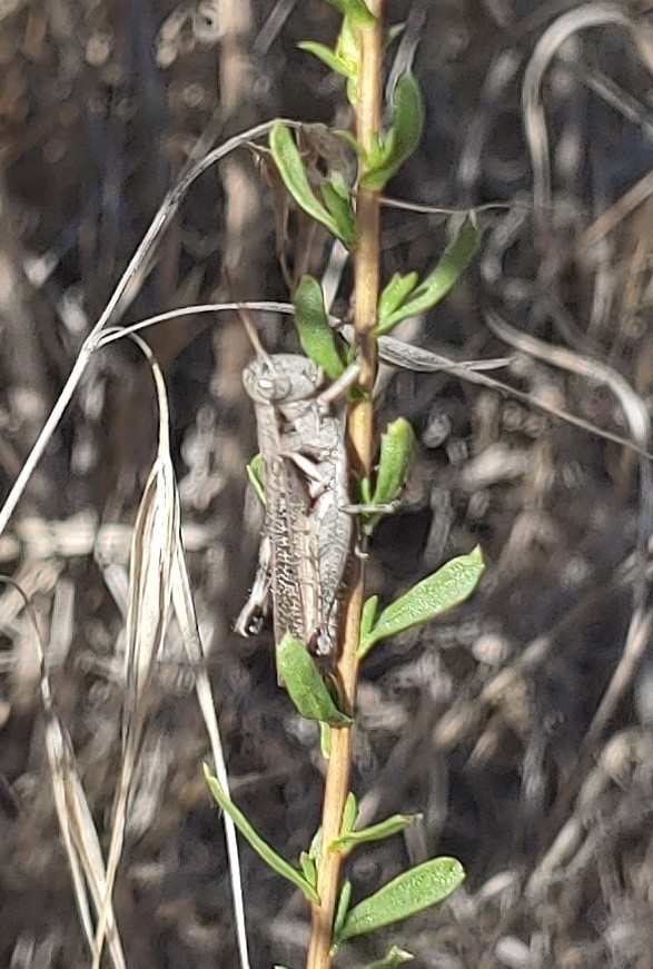 Melanoplus cinereus (Gray Sagebrush Grasshopper), California species