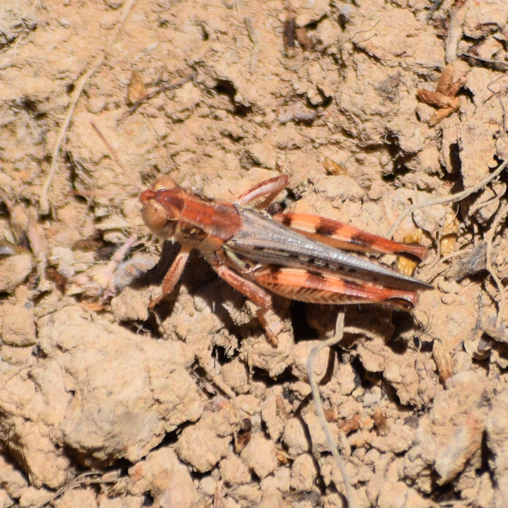 Melanoplus devastator (Devastating Grasshopper), California species