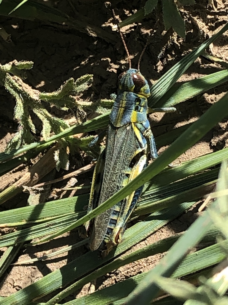 Melanoplus hesperus, California species