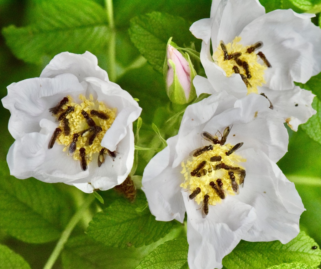 Melanostoma mellinum (Variable Duskyface Fly), California species