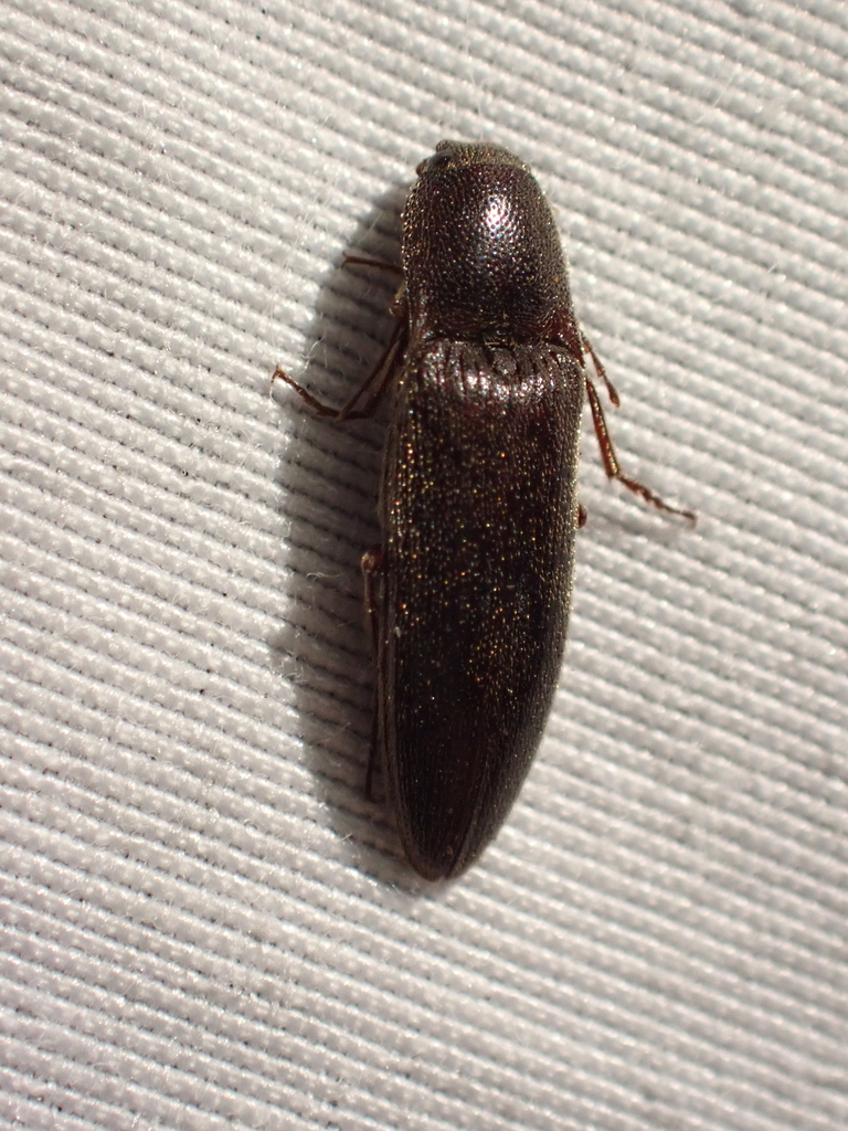 Melanotus longulus, California species