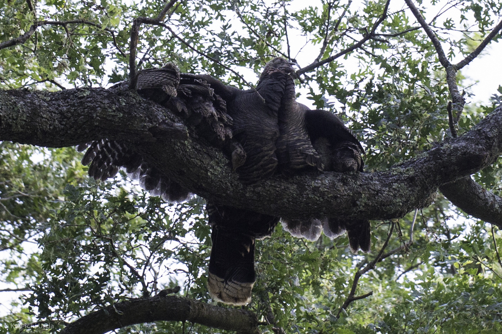 Meleagris gallopavo (Wild Turkey), California species