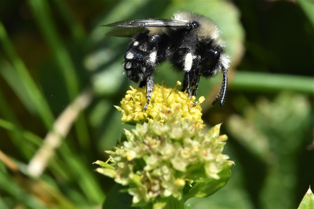 Melecta separata, California species