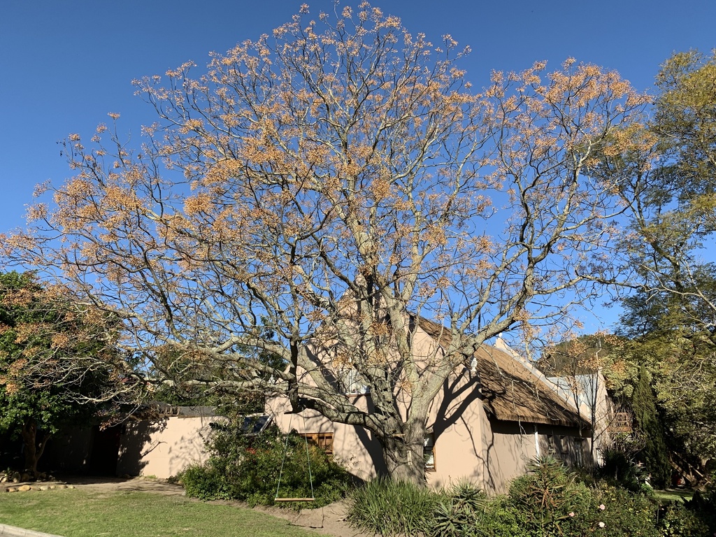 Melia azedarach (China berry), non-native California shrub / tree