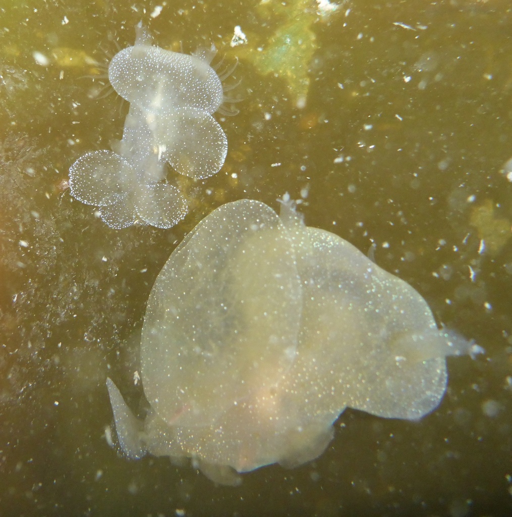 Melibe leonina (Hooded Nudibranch), California species