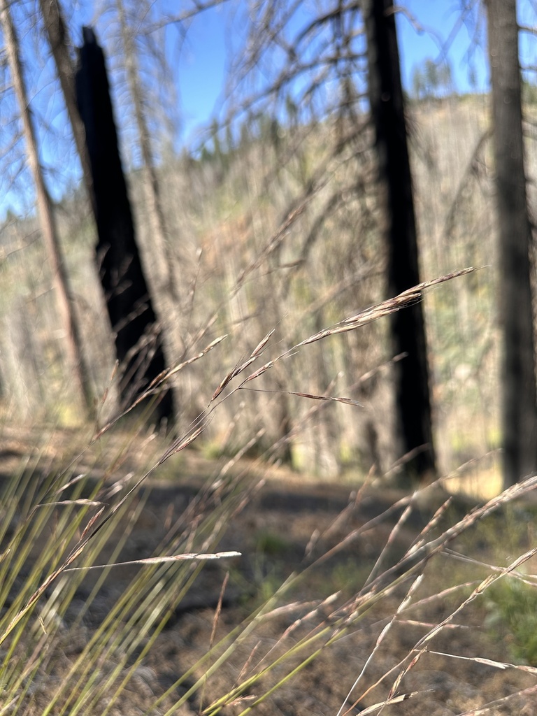 Melica aristata (Awned melic), native California grass