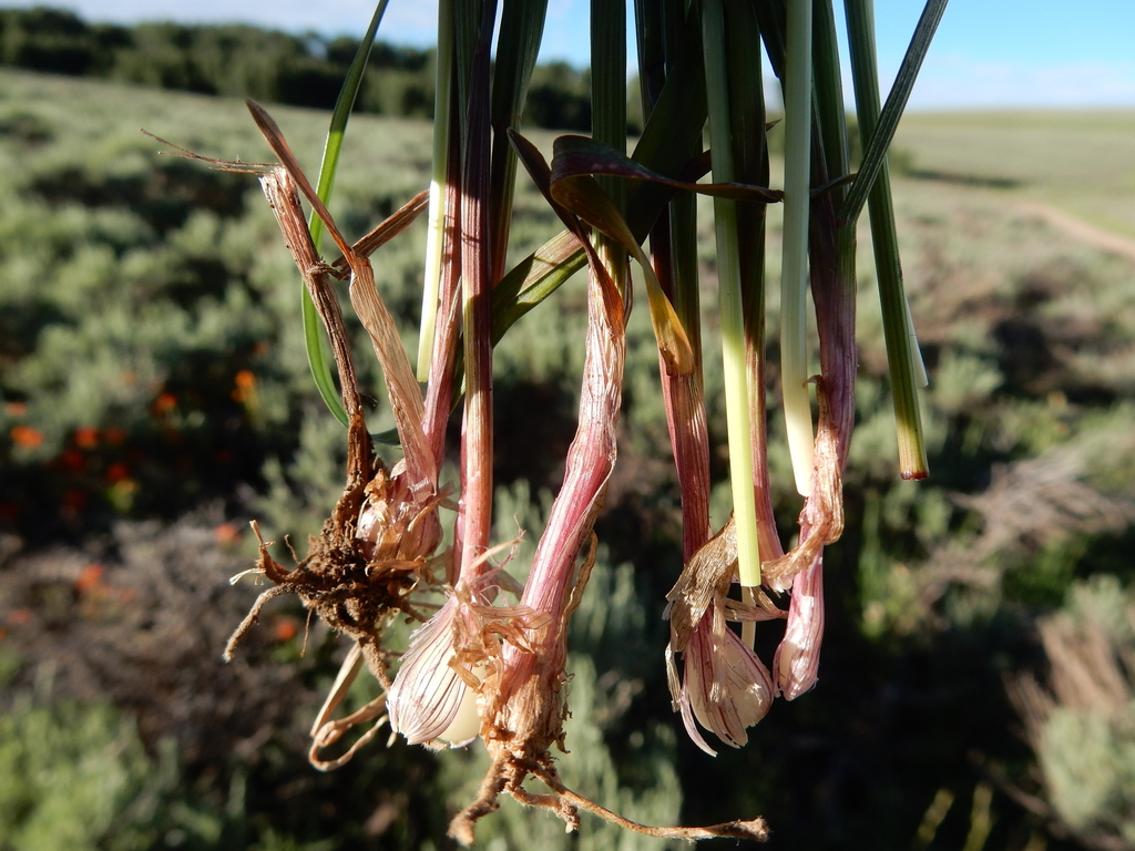 Melica bulbosa (Oniongrass), native California grass