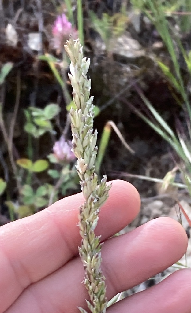 Melica californica (California melic), native California grass