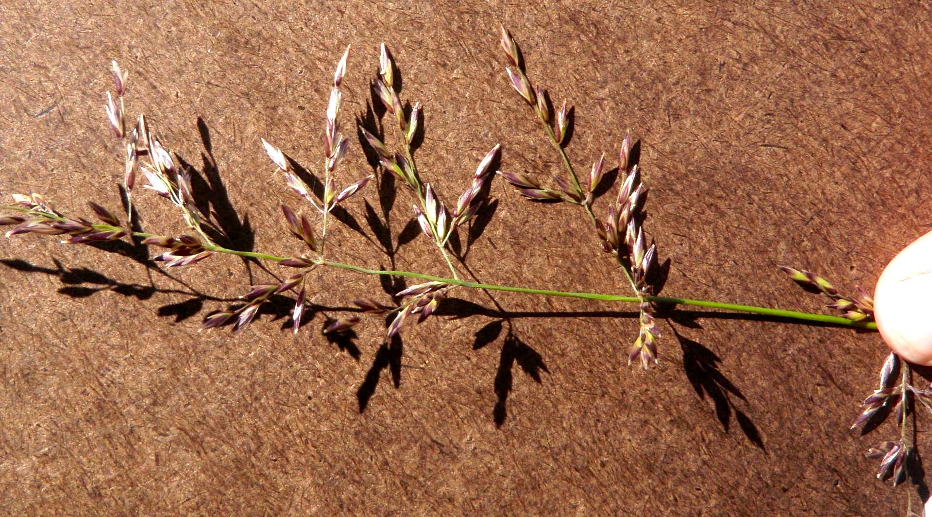 Melica frutescens (Woody melic), native California grass