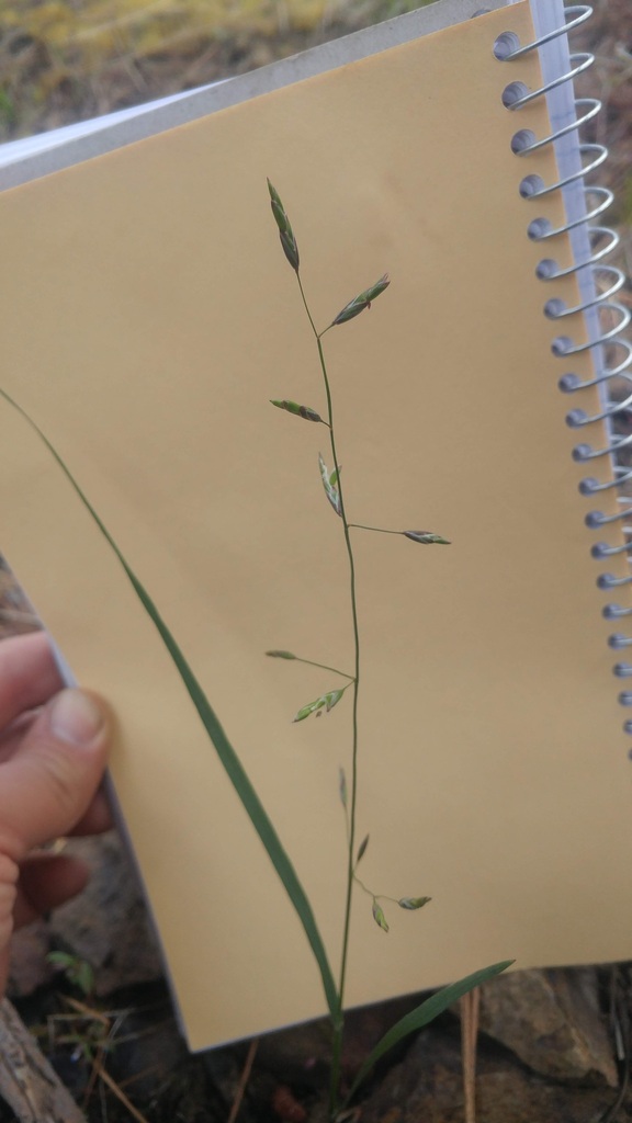 Melica fugax (Little melic), native California grass