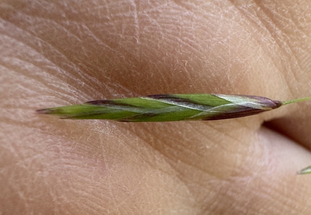 Melica geyeri (Geyer's oniongrass), native California grass