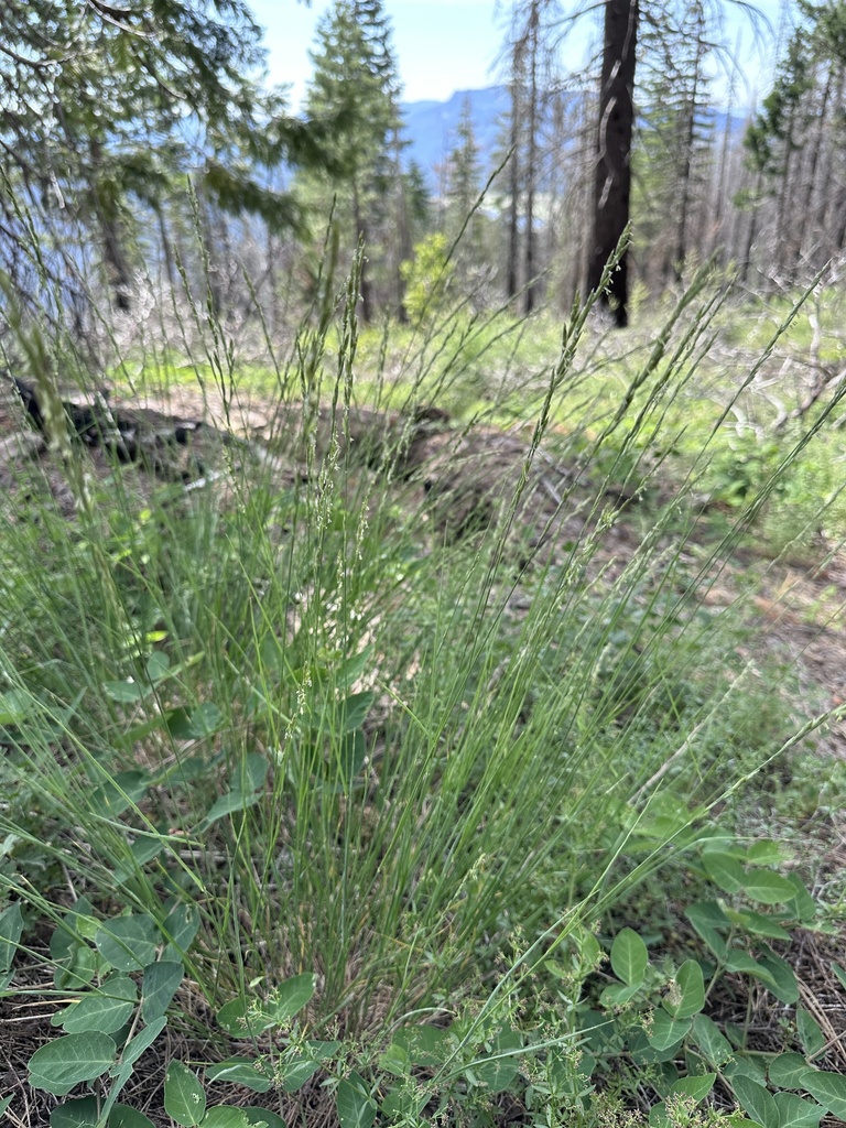 Melica harfordii (Harford melic), native California grass