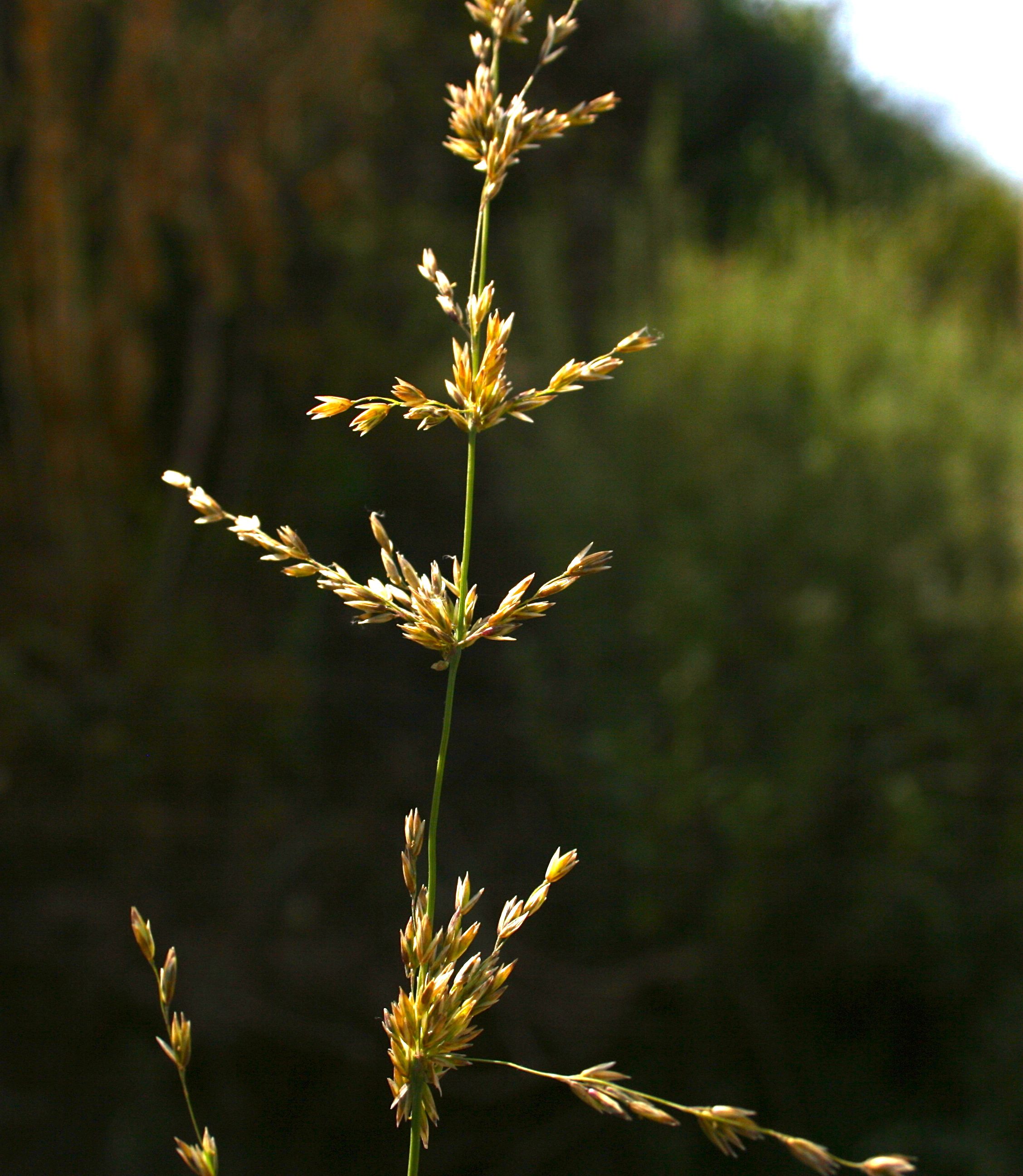 Melica imperfecta (Little california melica), native California grass