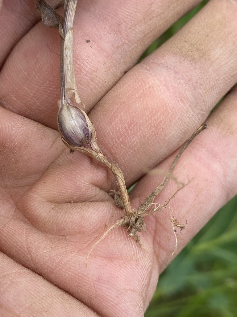 Melica spectabilis (Purple oniongrass), native California grass